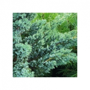 Kadagys žvynuotasis  (Juniperus squamata) &#039;Blue Compact&#039;